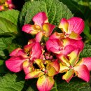 Bauern - Teller Hortensie Dark Angel… wunderschöne Blüten mit Treffen auf dunkles Laub - im großen 5 Liter XL Topf - jetzt knospig/blühend