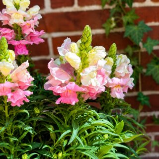 Löwenmäulchen im großen XL Topf gewachsen - jetzt knospig/blühend im sweet rosa~ Blütenzauber den ganzen Sommer
