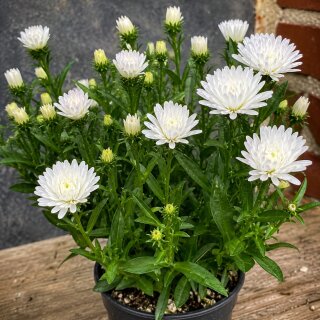 3 Töpfe Weiße Herbstaster Aster novi-belgii ~ jetzt knospig/blühend ~ Blütenzauber aus weißen Blütensternen für Garten & Balkon #1