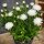 3 Töpfe Weiße Herbstaster Aster novi-belgii ~ jetzt knospig/blühend ~ Blütenzauber aus weißen Blütensternen für Garten & Balkon #1