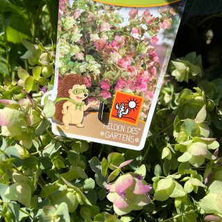 Hopfendost ~ Origanum Kent Beauty® ~ Zierender Oregano – romantischer Blütenzauber für Balkon, Kübel & Garten – im großen XL 3-Liter-Topf