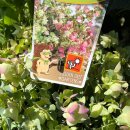 Hopfendost ~ Origanum Kent Beauty® ~ Zierender...