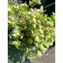 Hopfendost ~ Origanum Kent Beauty® ~ Zierender...