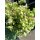 Hopfendost ~ Origanum Kent Beauty® ~ Zierender Oregano – romantischer Blütenzauber für Balkon, Kübel & Garten – im großen XL 3-Liter-Topf
