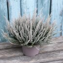 Fluffy® Samtheide im großen 12cm Topf ~ trendig...