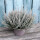 Fluffy® Samtheide im großen 12cm Topf ~ trendig samtgraue Herbst-Heide für Kübel & Deko ~ Calluna Gardengirls® - winterhart