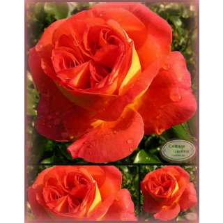 Rose Gebrüder Grimm-R ~ im großen 7 Liter Topf~  farbenfrohe Märchenrose
