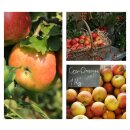 Apfel Cox Orange Renette ~extra starke Qualität im...