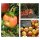 Apfel Cox Orange Renette ~extra starke Qualität im XXL Topf ~Alte Sorte mit edlen ausgeprägten Aroma
