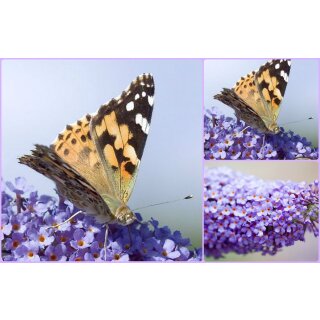 Buddleja Empire Blue 60/100~Sommerflieder in violett-blau ~Duft