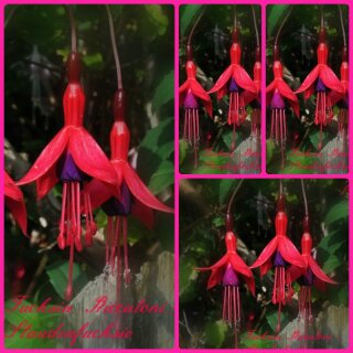 Fuchsia Riccantoni ~im großen XL 3 LiterTopf ~ Solitär~ Freiland-Fuchsie mit Farbcharme