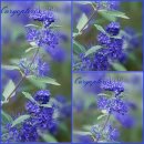 Caryopteris Heavenly Blue 40/60 ~ zauberhafter...