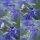 Caryopteris Heavenly Blue im großen Topf ~40/60cm  ~ zauberhafter Spätsommerblüher