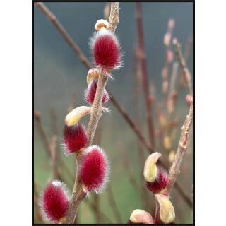 Weidenkätzchen in rosa "Mount Aso"50/60cm im Topf gewachsen - mit rosa Kätzchen..Frühlingsbote