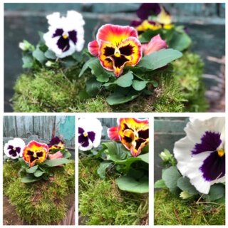 Natürliche deko ~ Stiefmütterchen in Mooskleid~ Dekoidee im Frühling
