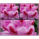 Rhododendron Furnivall´s Daughter 30/40 im Topf~...
