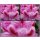 Rhododendron Furnivall´s Daughter 30/40 im Topf~ attraktive  großblumige Hybride..