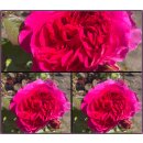 Rose Gabriel Oak -R- Englische Duftrose von David Austin...