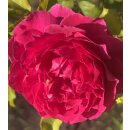 Rose Gabriel Oak -R- Englische Duftrose von David Austin...