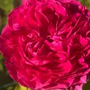 Rose Gabriel Oak -R- Englische Duftrose von David Austin...