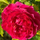 Rose Gabriel Oak -R- Englische Duftrose von David Austin -im großen XXL 10  Liter Topf gewachsen ~ Duftzauber