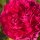 Rose Gabriel Oak -R- Englische Duftrose von David Austin -im großen XXL 10  Liter Topf gewachsen ~ Duftzauber
