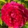 Rose Gabriel Oak -R- Englische Duftrose von David Austin -im großen XXL 10  Liter Topf gewachsen ~ Duftzauber
