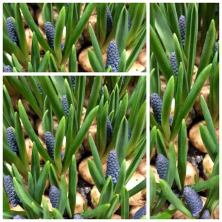 Trendige blaue Perlhyazinthe im 9cm Topf gewachsen~knospig/bald blühend kräftige Qualität aus Norddeutschland-Frühling läßt sein blaues Band