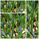 Trendige blaue Perlhyazinthe im 9cm Topf...