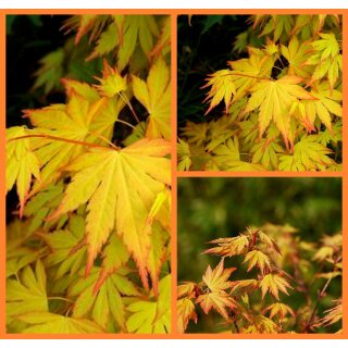 Japanischer Ahorn Orange Dream 50/60~malt Farben im Garten..