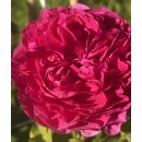 Rose Gabriel Oak -R- Englische Duftrose von David Austin -im großen XL 7 Liter Topf gewachsen ~ Duftzauber