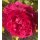 Rose Gabriel Oak -R- Englische Duftrose von David Austin -im großen XL 7 Liter Topf gewachsen ~ Duftzauber