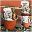 Narzisse " Barrett Browning" ~sehr edel, frisch...