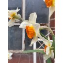 Narzisse " Barrett Browning" ~sehr edel, frisch und frühlingshaft.. traumhaft~ Frühlingsdeko