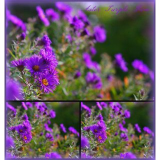 Aster novae angliae Purple Dome ..Rauhblatt-Aster im Topf ~ Purpurviolette Sterne im Herbst