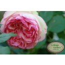 Stammrose - nostalgisch - Eden Rose 85 -R- Stamm 90cm~...