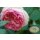 Stammrose - nostalgisch - Eden Rose 85 -R- Stamm 90cm~ Sinnlich schön verschwenderisch