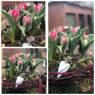 Xl Tulpenkiste mit Deko im Mooskleid -ca. 22 cm ~ knospig/blühend ~ Frühlingszauber und liebevolle Geschenkidee
