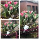 Xl Tulpenkiste mit Deko im Mooskleid -ca. 22 cm ~...