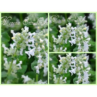 Nepeta racemosa Snowflake - im großen XL Topf  - Katzenminze weiß ~weißer Blütenzauber- Bienenfreund