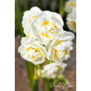 Narzisse tazetta "Bridal Crown" im Topf - knospig/blühend ~ große Zwiebesortierung direkt aus Hamburg Vierlanden ~ Traumduft und Blüte