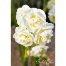 Narzisse tazetta "Bridal Crown" im Topf -...