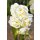 Narzisse tazetta "Bridal Crown" im Topf - knospig/blühend ~ große Zwiebesortierung direkt aus Hamburg Vierlanden ~ Traumduft und Blüte