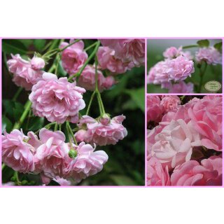 Rose The Fairy ~ Stamm 60cm kräftige im Topf ~ Rosa verspielte Rosenromantik...