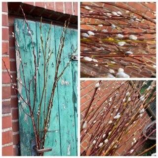 Frische knospige Kätzchenweide Palmkätzchen 1 Bund ~ Zweige für die Vase ~ Frühlingsdeko natürlich ~ 70/80cm - Naturdeko