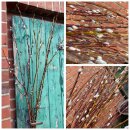 Frische knospige Kätzchenweide Palmkätzchen 1...