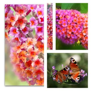 Buddleja Bicolor 60/100cm im großen Topf  ~ interessanter farbenfroher Schmetterlingsflieder ~ mit Farbenergie & Duft