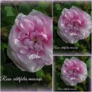 Rose centifolia muscosa ~im 7 Liter Topf ~Historische...