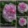 Rose centifolia muscosa ~im 7 Liter Topf ~Historische duftende Moosrose vor 1720