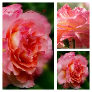 Rose Augusta Luise -R- Hoch - Stamm 60cm ~ Traumrose in Farbe & Duft